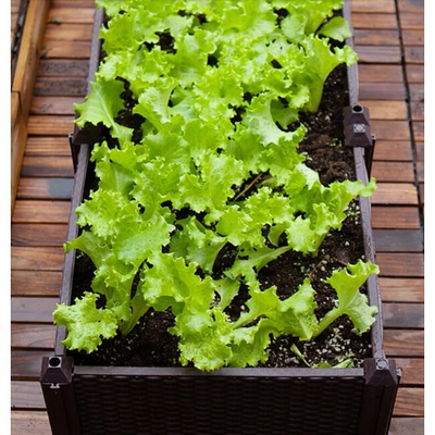 Corredo alzato di plastica della piantatrice del letto del giardino della scatola della piantatrice del polipropilene del CE ISO9001