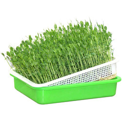 Vassoio di plastica idroponico respirabile